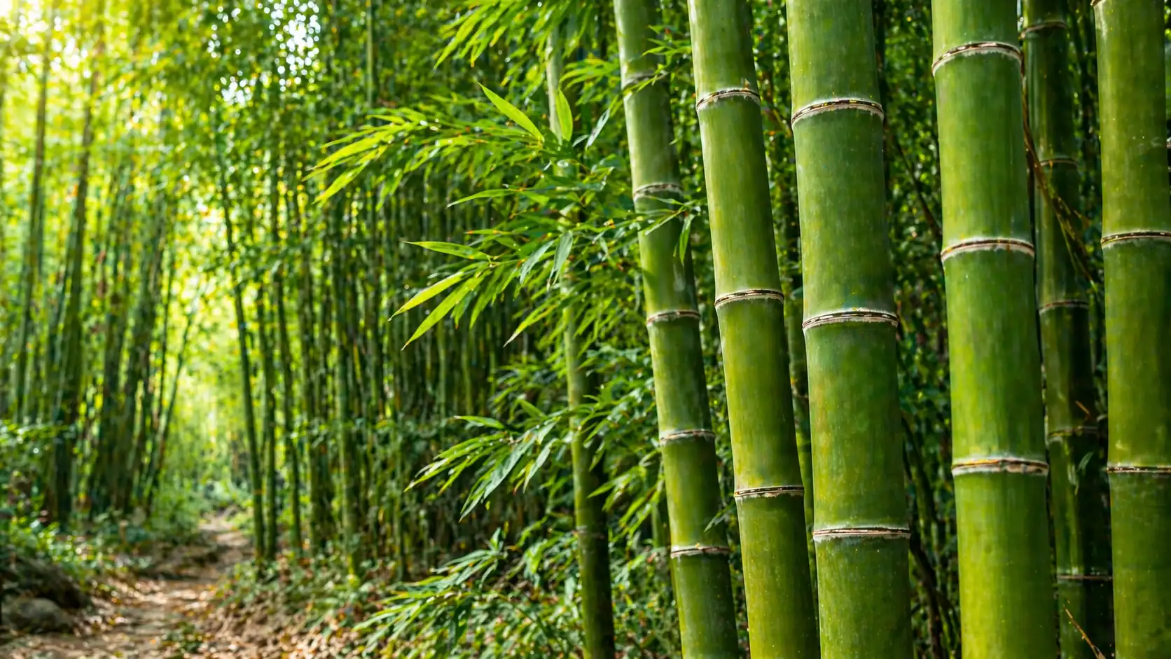 sen o bambusie symbolika wytrwałości szybkiego wzrostu i wewnętrznej pustki