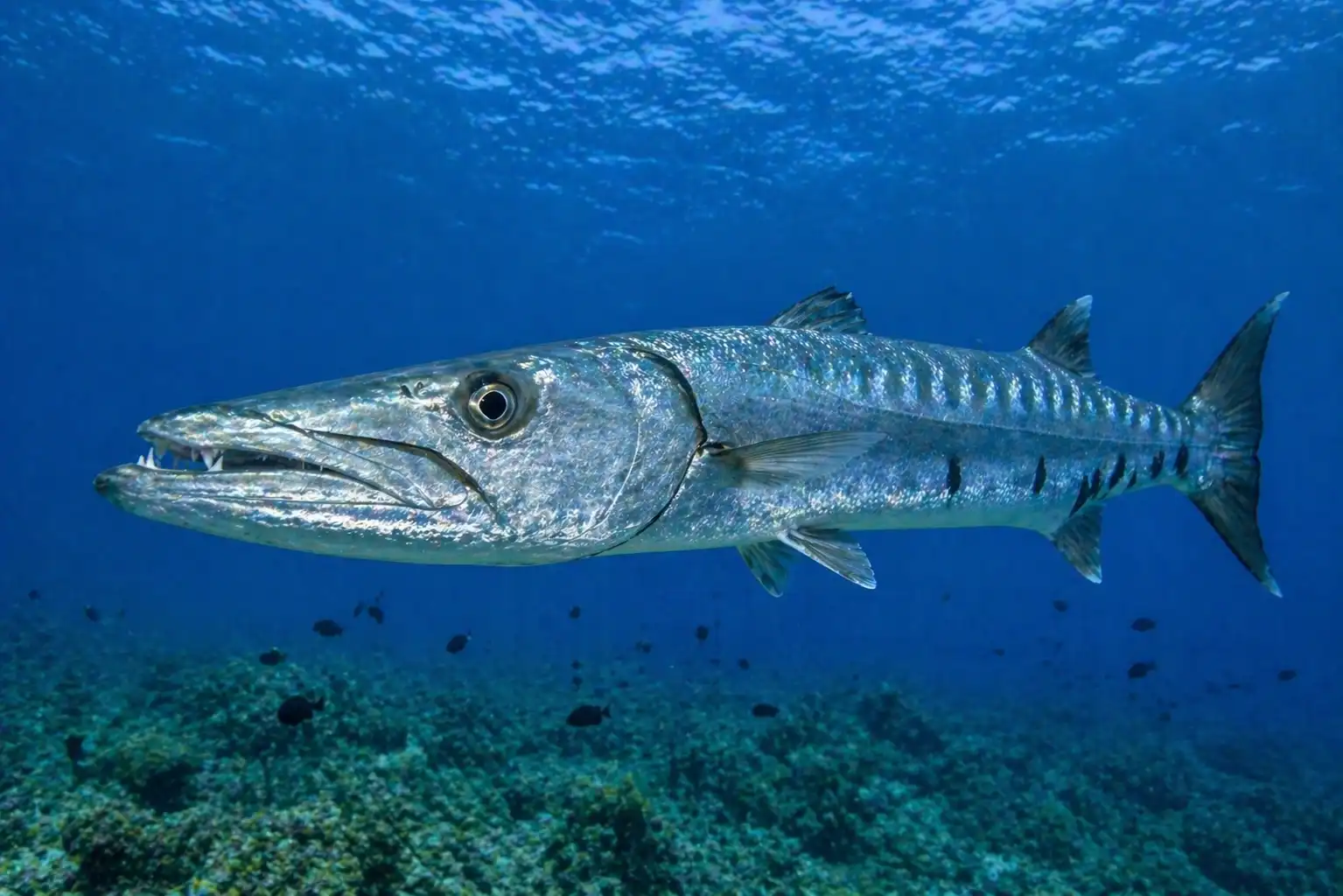 sen o barakudzie symbolika ukrytego drapieżnika w głębokich wodach emocji