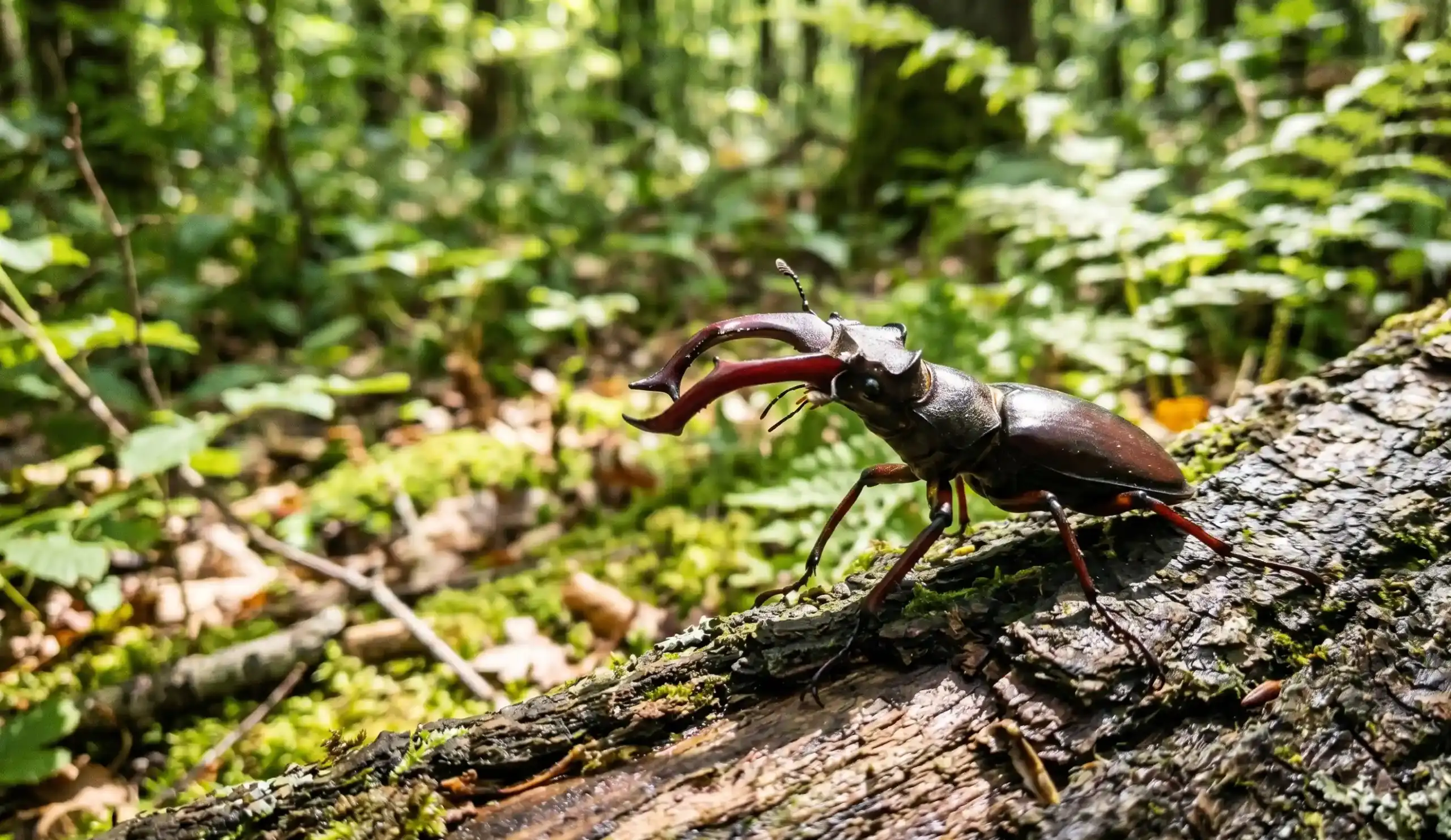 sen o chrząszczu symbolika drobnego pancerza wytrwałości i przemiany