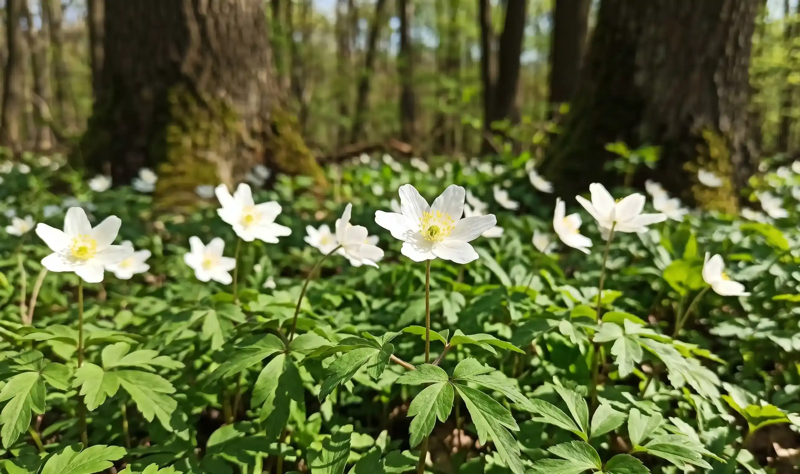 sen o anemonie symbolika efemerycznego piękna i delikatności