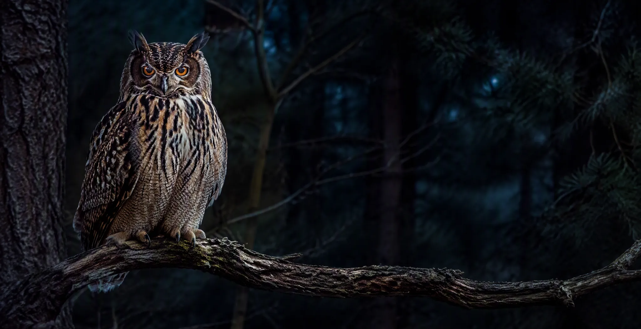 sen o sowie symbolika widzenia w ciemności i nocnej intuicji